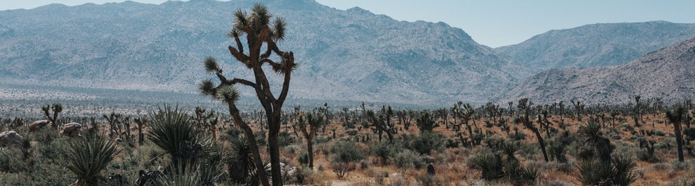 Survival in The&nbsp;Wilderness