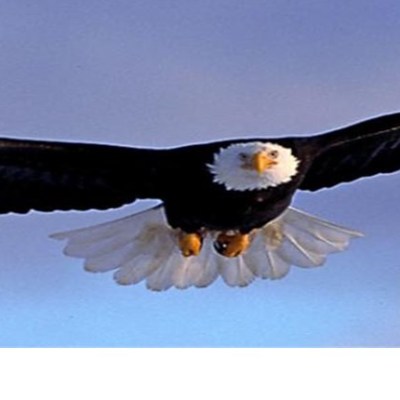Soar Like The&nbsp;Eagle